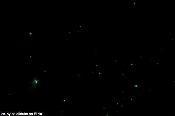 Kawiti Glowworm Caves, Northland New Zealand 1 Glowworms