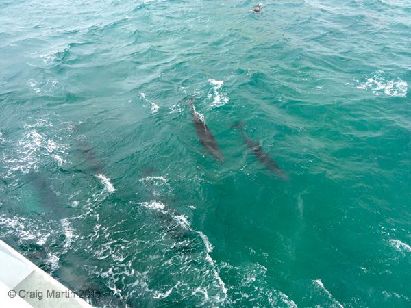 Ipipiri Cruise - Dolphin watching Ipipiri Cruise - Dolphin watching