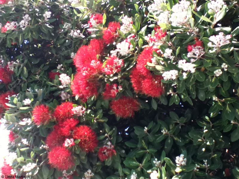 Pohutukawa flowers in A Coruna Pohutukawa flowers in A Coruna - Travel diary 2012