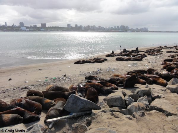 Sealions in Mar del Plata Sealions in Mar del Plata