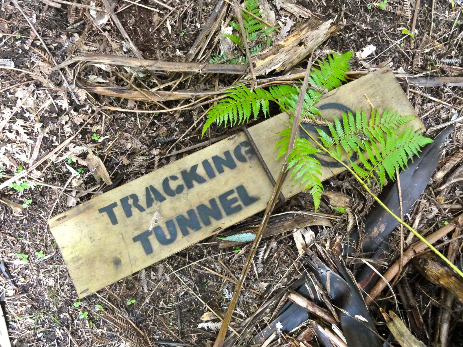 Stoat trap doc ruapekapeka island cruise1 - Going tramping -- planning your summer hikes