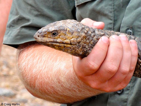 Stumpy tailed lizard South Australia