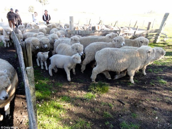 Uruguay sheep - Life on an Uruguayan estancia