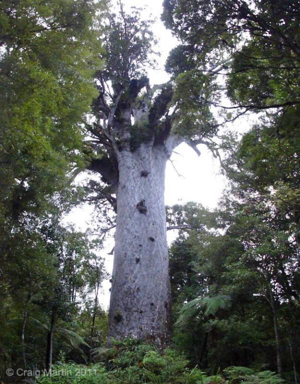 How to choose a NZ hike podcast 4 Waipoua Forest, and Tane Mahuta - New Zealand