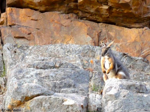 Yellow footed wallaby at Warren Gorge Yellow footed wallaby at Warren Gorge