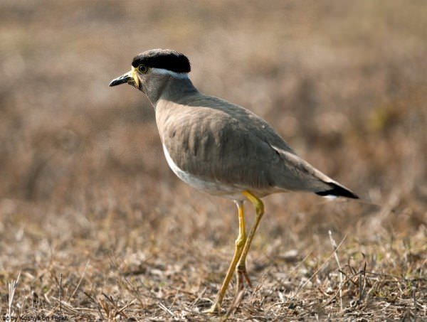 Yellow-wattled lapwing Gurgaon - wildlife nature