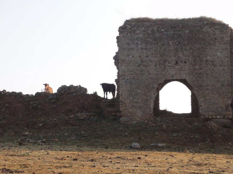 cows guard this castle outside real de la jara on the via de la plata spain cows guard this castle outside real de la jara on the via de la plata spain - Travel diary 2012