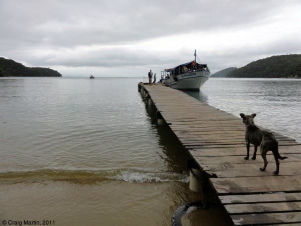 dog watches boat on ihla grande, brazil dog watches boat on ihla grande, brazil