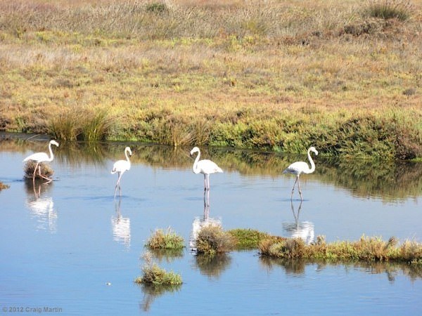 european flamingo ria formosa-faro-portugal-podcst-02 european flamingo ria formosa faro portugal podcst 02 - Travel in Portugal - Lisbon and Faro