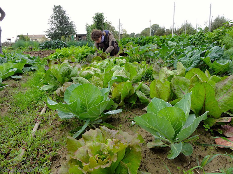 garden allotment couchsurfing - padova italy garden allotment couchsurfing padova italy - Travel diary 2012