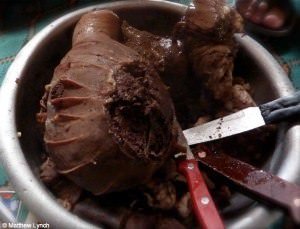 mongolia travel_yummy organs