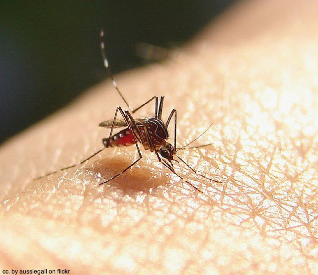 mosquito biting skin - Health and safety in Asia podcast: Is it safe to travel in Asia?
