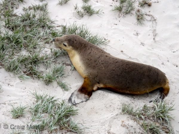 things to do kangaroo island australia 08 - Nine Spectacular Things to do on Kangaroo Island
