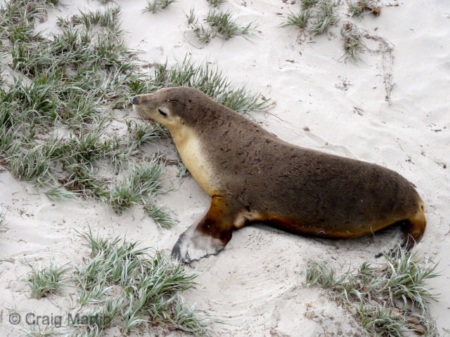 Nine Spectacular Things to do on Kangaroo Island