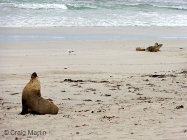 things to do kangaroo island australia 09 - Nine Spectacular Things to do on Kangaroo Island